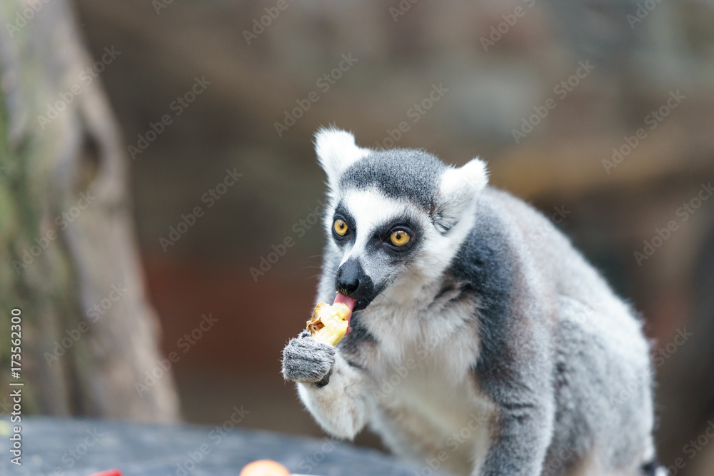 lemur in a zoo eating fruit
