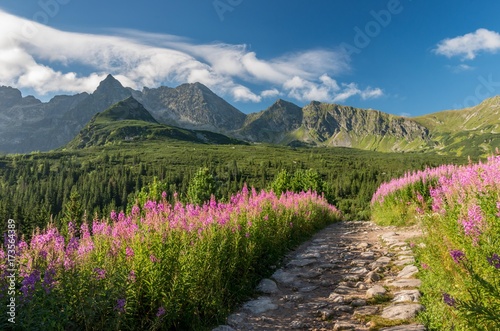 Tatry, krajobraz Polski, kolorowe kwiaty w dolinie Gąsienicowej (Hala Gasienicowa), letni szlak turystyczny