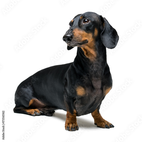 A dog  puppy  of the dachshund male breed  black and tan on isolated on white background