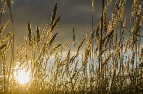 Meadow grass in sunset bright