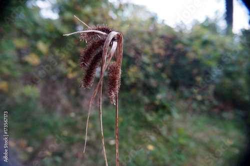 Fringed Sedge