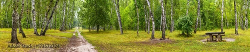 Birch grove with a road and bench on sunny summer day, huge panorama