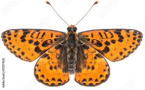 Close-up of the Melitaea didyma red-band fritillary beautiful butterfly isolated on white background. Dorsal view of spotted fritillary butterfly. © Anton