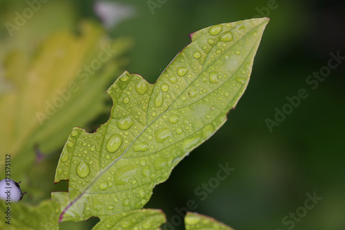 raindrops on leaves