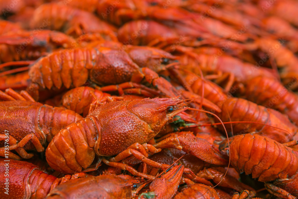 Cancers. Boiled red crawfish. Crawfish ready to eat. Beer snack. Crayfish to beer. The Luisian shell. Cancers. Boiled red crawfish. Crawfish ready to eat. Beer snack. Crayfish to beer. The Luisian shell.