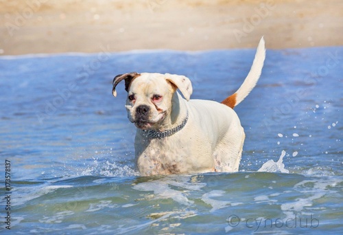 boxer in the sea © cynoclub