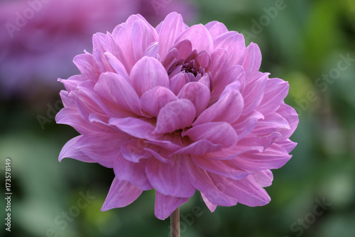 Fototapeta Naklejka Na Ścianę i Meble -  Dekorative Dahlie (Dahlia), Sorte Karma Lagoon