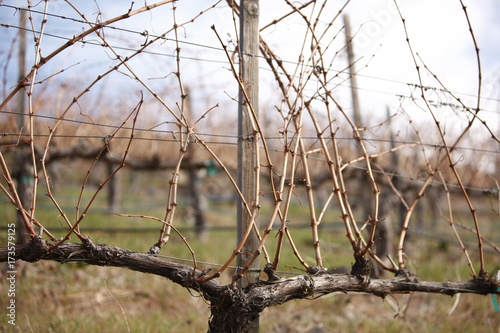 Photography Dormant Grapevines