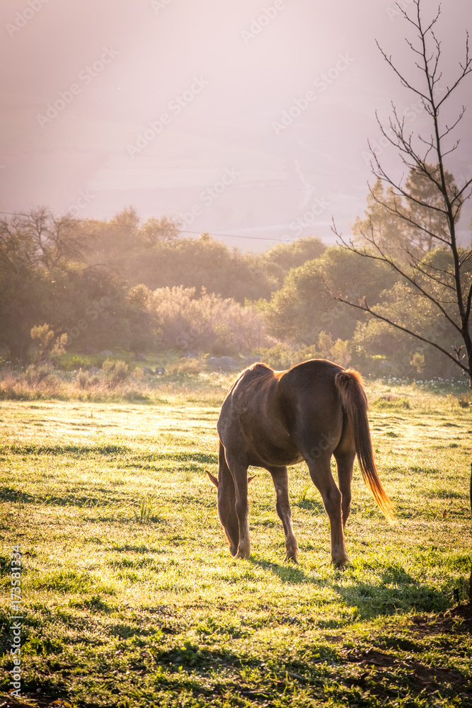 Fototapeta premium backlit soft image of a lone brown bay horse in a green grass field with dew on the ground at sunrise