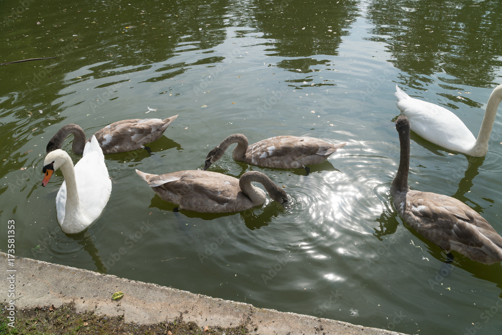 Fototapeta premium Schwan 
