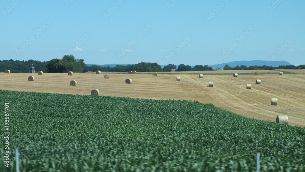 Fields Fields