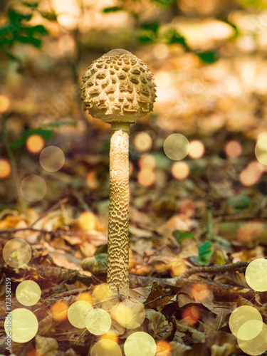 Schirmling in gleissendem Herbst Licht im Laubwald photo