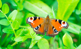 Tagpfauenauge Schmetterling sitzt auf saftig grünem Gras im Frühling