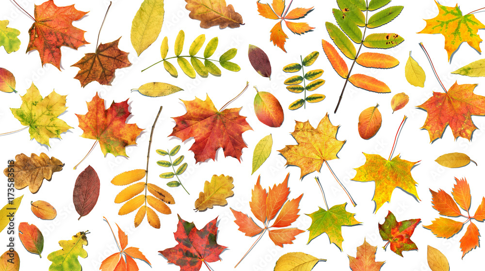 Autumn composition with falling leaves. Fall colorful leaves.  Autumn background with foliage on white, top view