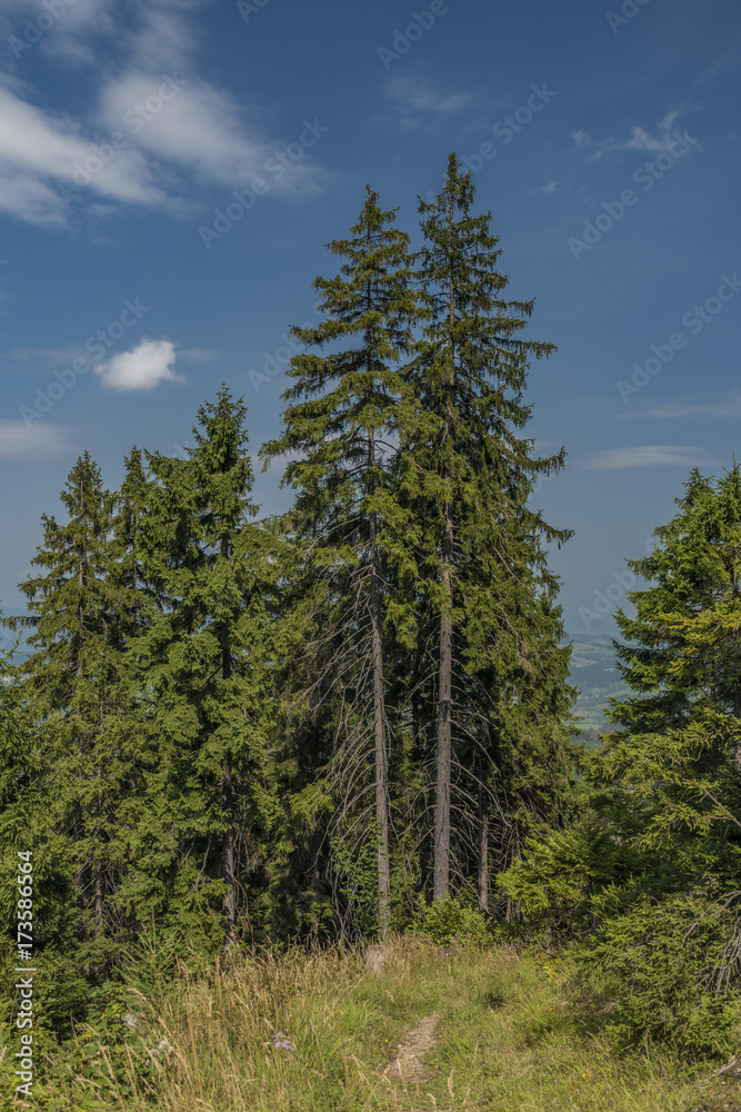 Forests under Velky Choc hill in north Slovakia in summer Forests under Velky Choc hill in north Slovakia in summer