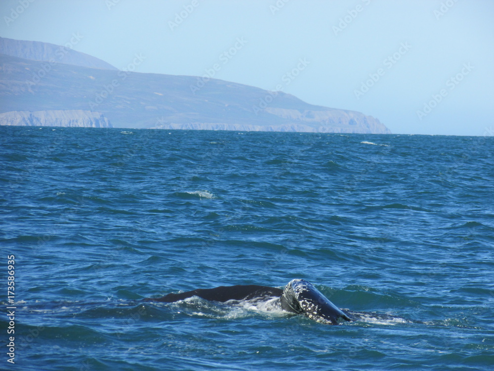 Obraz premium Ballena en Húsavik, Islandia