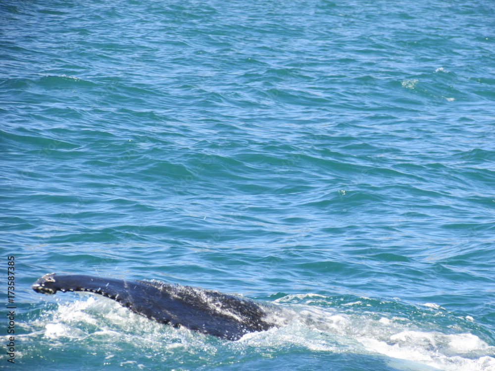 Fototapeta premium Ballena en Húsavik