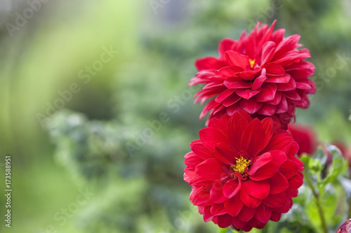 Red dahlia flowers. photo