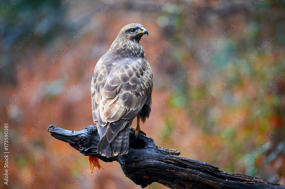 Obraz premium Buzzard perched on a branch