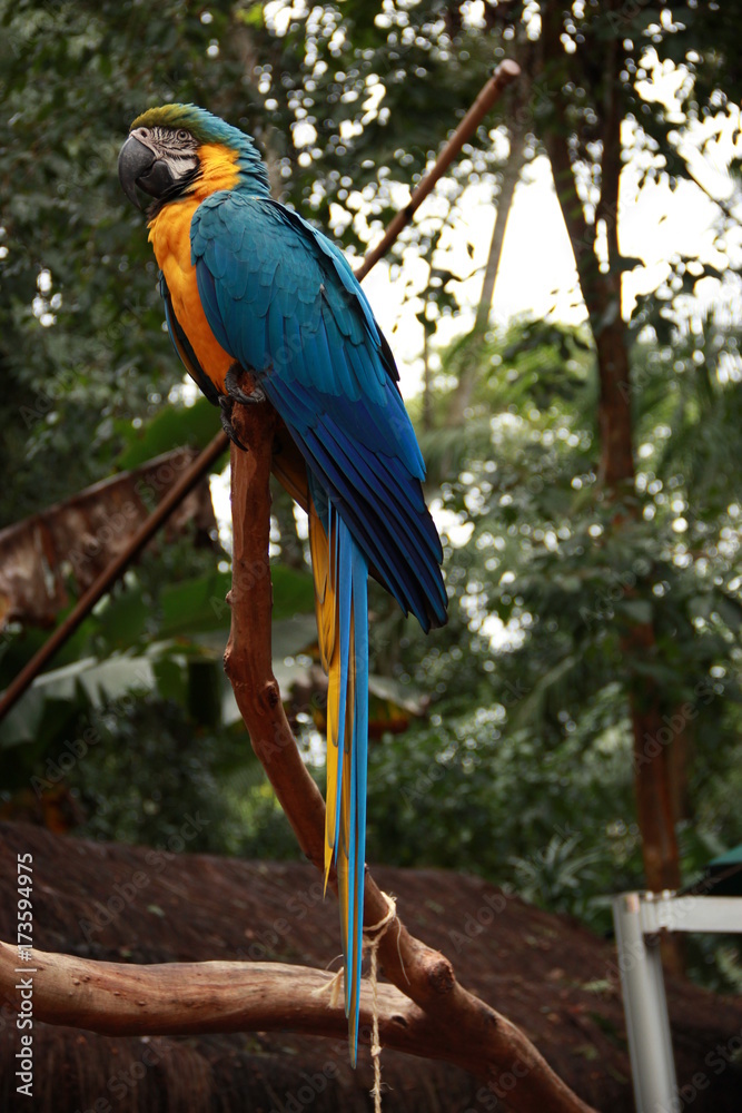 Obraz premium Blue arara at the brazilian forest