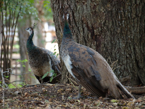 A pair of peacocks in a dense wooded area.