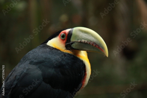 Toucan at the brazilian forest
