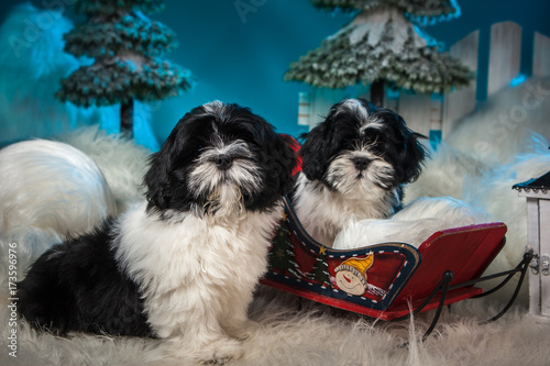 Lhasa Apso - puppies. Two p...
