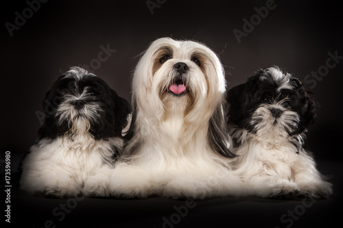Lhasa Apso. Three dogs of t...