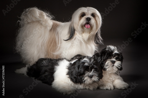 Mama Lhasa Apso with puppie...