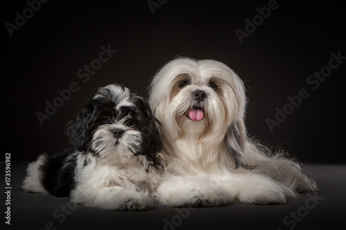 The dog Lhasa Apso lies wit...