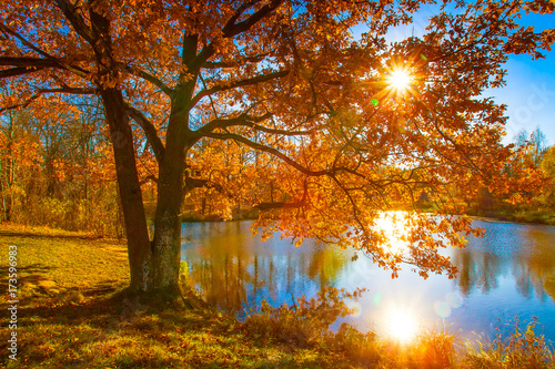 Golden autumn. Tree with yellow leaves. The ray of the sun passes through the flasks. Autumn.