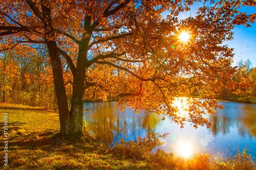 Golden autumn. Tree with ye...