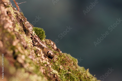 Moospolster auf Baumwurzel © Stefan F. Wirth