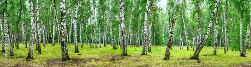 Tableau sur toile Birch grove on a sunny summer day, landscape banner, huge panorama