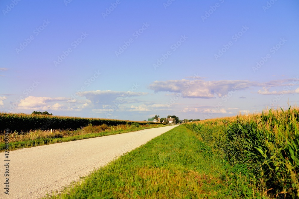Obraz premium A dirt road bordered on both sides by mature corn crops in rural Illinois near Somonauk. Much of Illinois, like most Midwestern states in the U.S. are dominated by agriculture.
