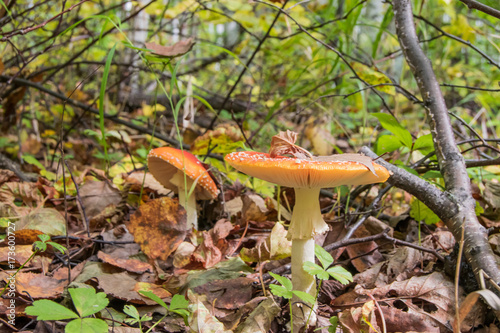 Red mushroom Amanita muscaria