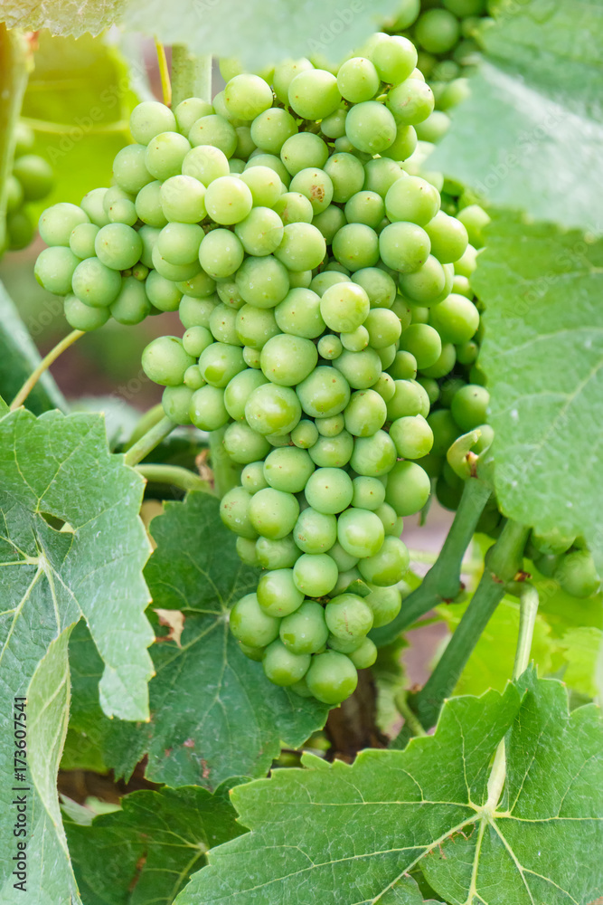 Close up young green grape in champagne vineyards at montagne de reims, France