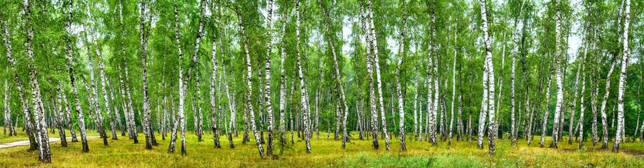 Fotobehang Berkenbos Weids berkenbos op zomerse dag  © rustamank