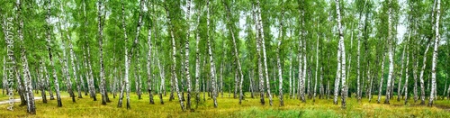 Fototapeta Naklejka Na Ścianę i Meble -  Birch grove on a sunny summer day, landscape banner, huge panorama