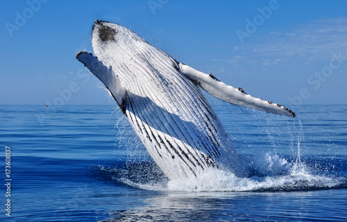 Humpback whale breach off the coast of Busselton WA