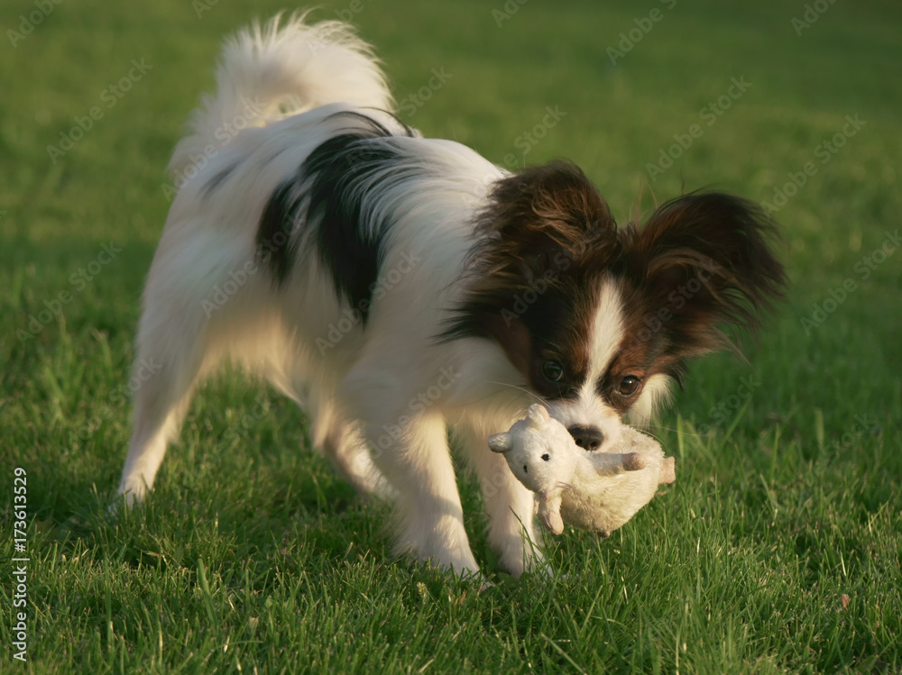 Beautiful young male dog Continental Toy Spaniel Papillon playing with plush toy on green lawn
