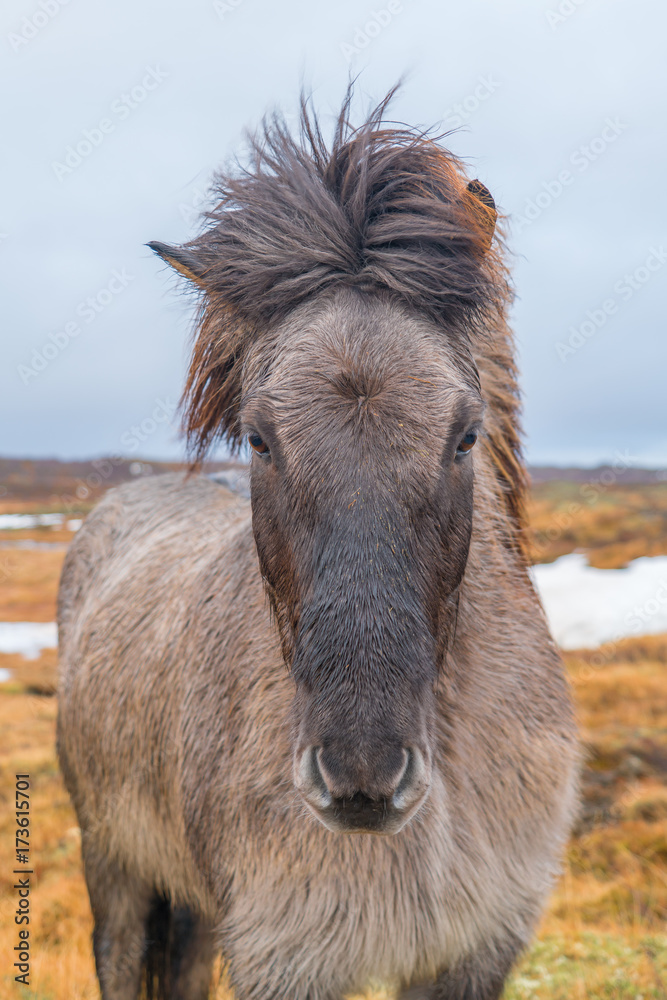 Cute Icelandic horses. The Icelandic horse is a breed of horse developed in Iceland.