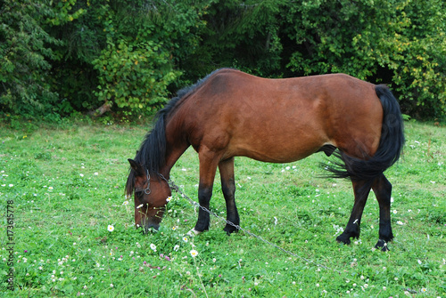 Horse in pasture © Unkas Photo