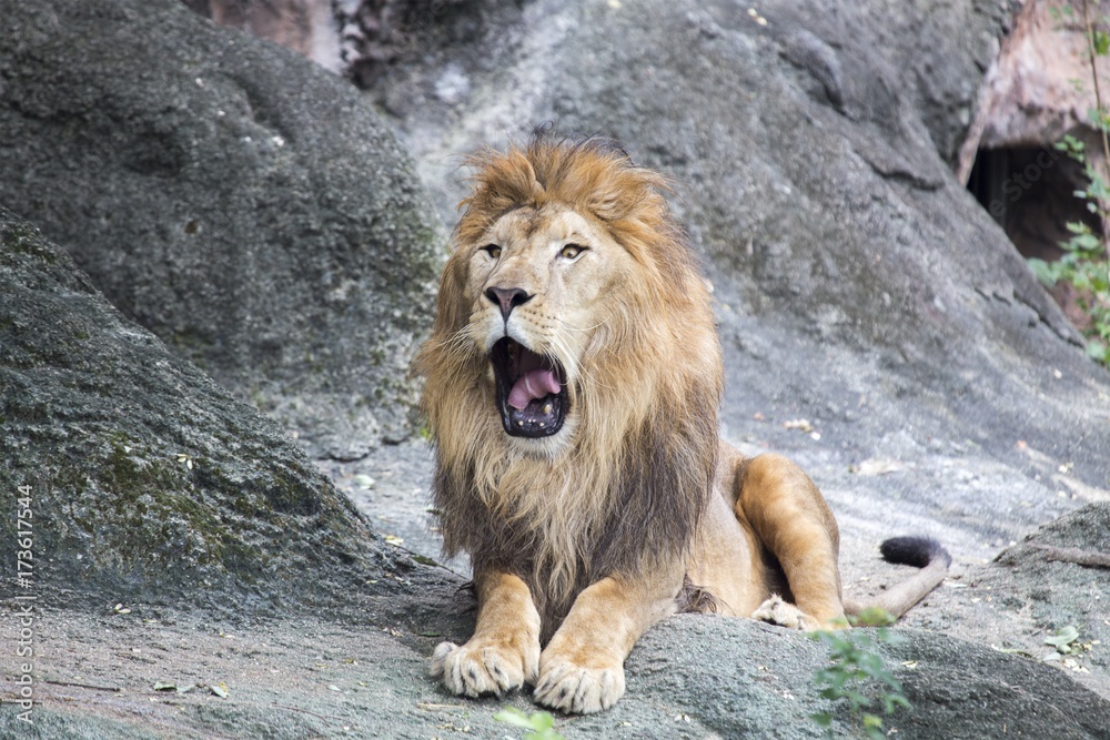 Obraz premium Lion (Panthera leo)