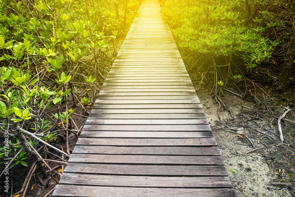 walkway into mangrove forest and sun light filter