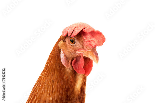 close up face of chicken hen isolated white background
