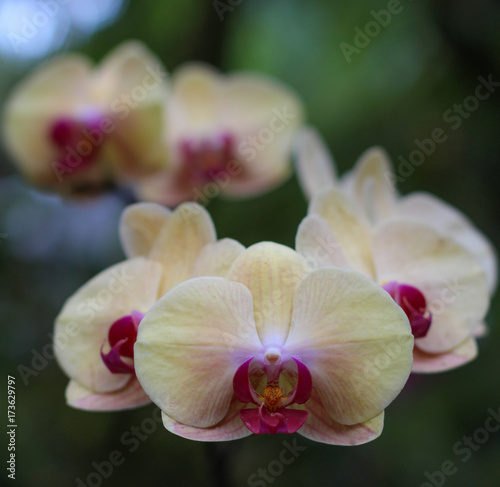 Orchid