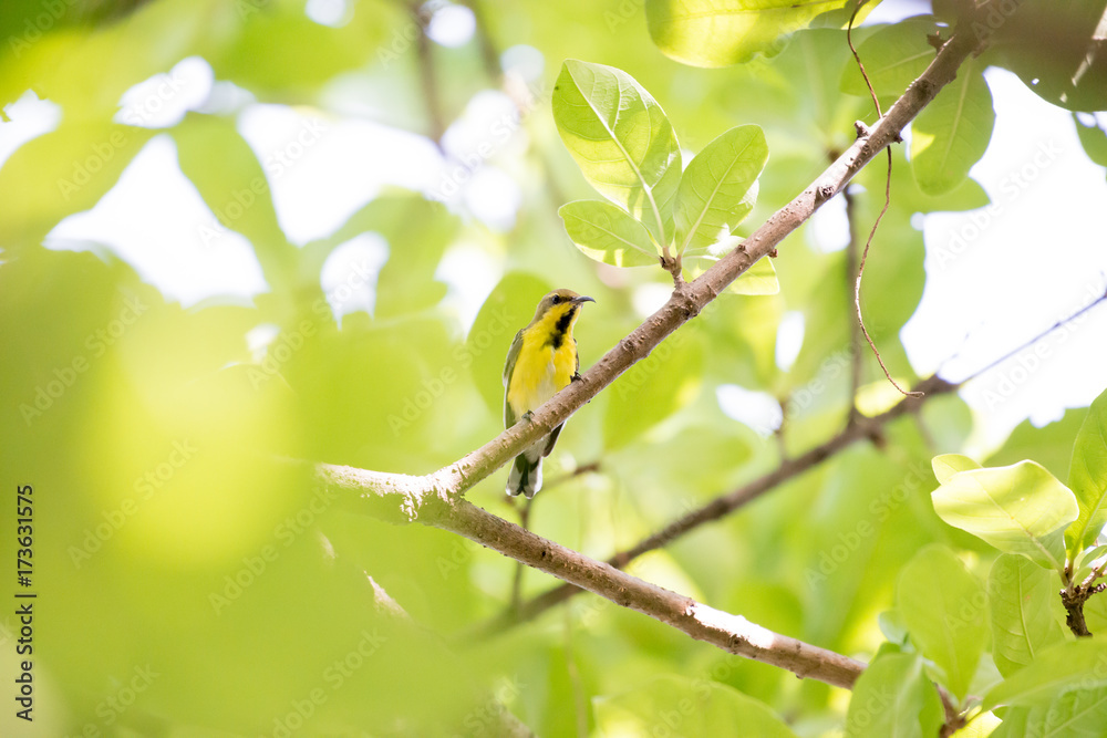 Olive backed sunbird or Yellow bellied sunbird in park at bangkok, Thailand Olive backed sunbird or Yellow bellied sunbird in park at bangkok, Thailand