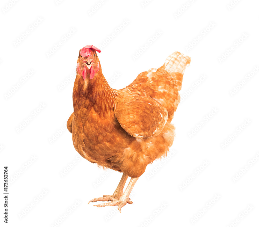 full body of brown chicken hen standing isolated white background use for  farm animals and livestock theme Stock Photo | Adobe Stock
