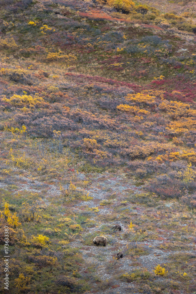 grizzly bear walking on the tundra grizzly bear walking on the tundra